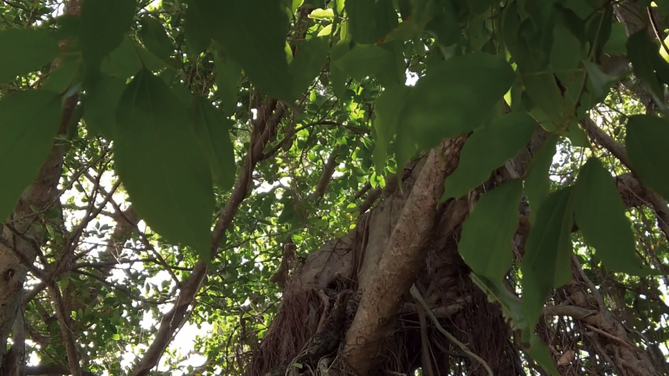 ゆっくり あるく　川村浪子、84歳のダンス 4枚目の写真・画像