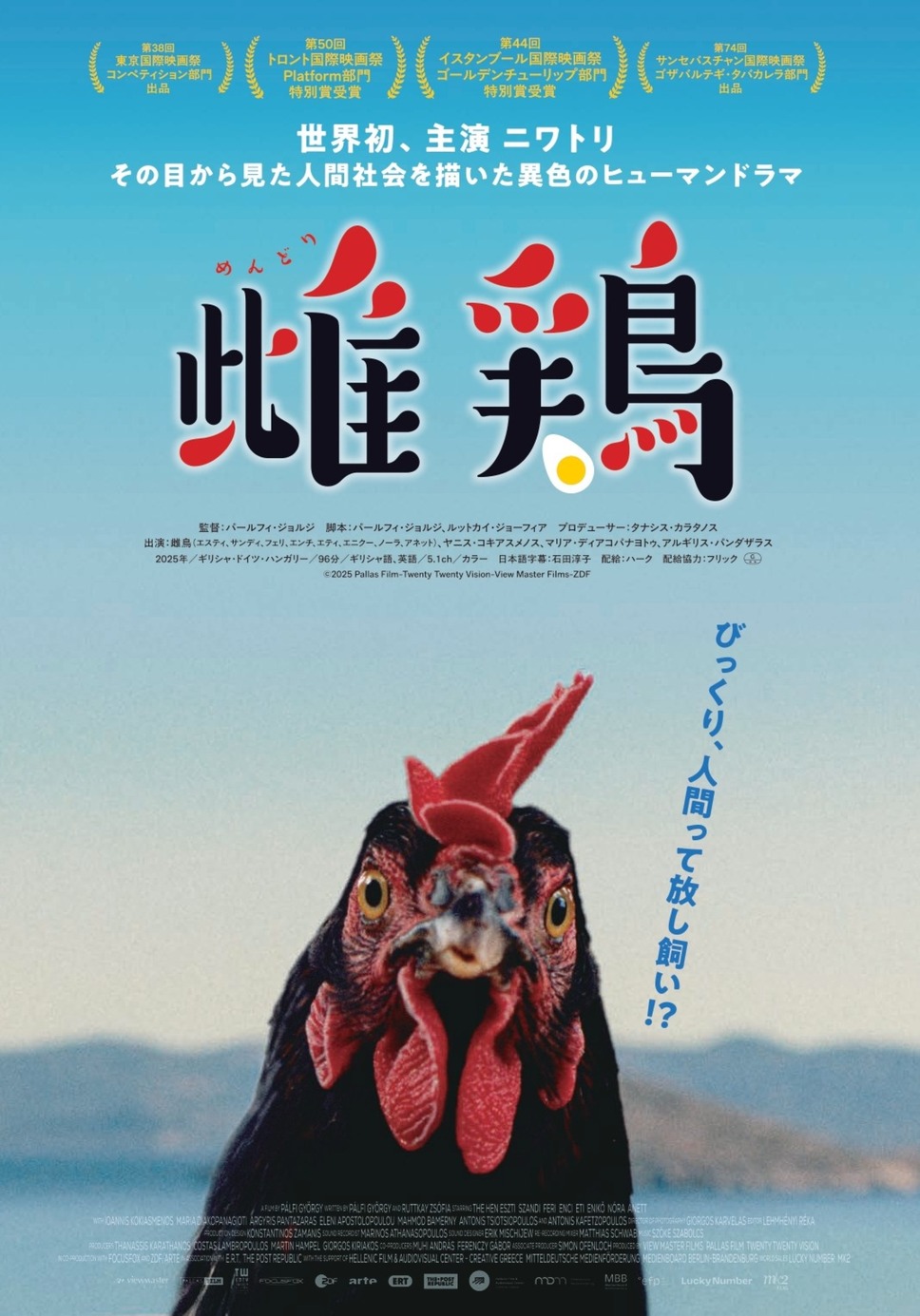 雌鶏 1枚目の写真・画像