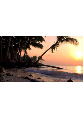 南の島の大統領−沈みゆくモルディブ−