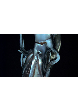 劇場版　NHKスペシャル　世界初撮影！深海の超巨大イカ