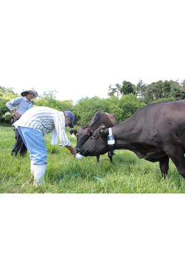 被ばく牛と生きる