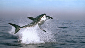 『アース』 (C)- BBC Worldwide 2007