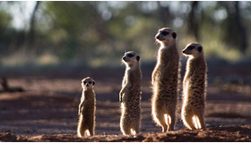 『ミーアキャット』 - Yaffle Film (Meerkats) Limited (C) 2007