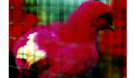 蜷川実花 展「noir」