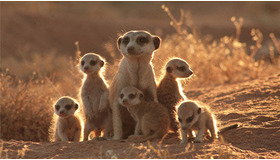 『ミーアキャット』 -Yaffle Films (Meerkats) Limited (C) 2007