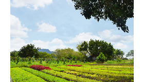 オーガニック・ファーム＆ショッピング体験