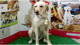 “派犬”社員として登場したラブラドール・レトリーバーのユウちゃん