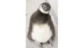 生後37日目の「たいこ」／すみだ水族館　