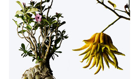 「ウルトラ植物博覧会 西畠清順と愉快な植物たち」、ポーラ ミュージアム アネックスにて開催中。8月16日まで。