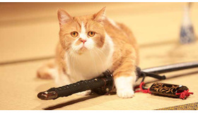 「いやし猫DVD猫侍　玉之丞ときどき春馬」 (C)2015「続・猫侍」製作委員会