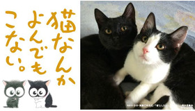 映画『猫なんかよんでもこない。』公開記念イベント「一日だけの猫映画祭」