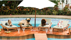 『ビバリーヒルズ・チワワ』 -(C) Disney Enterprises, Inc. All rights reserved.