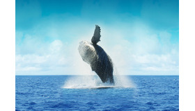 【イメージ】ホエールウォッチング
