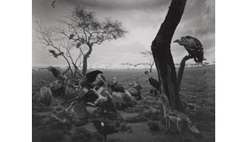 「ハイエナ・ジャッカル、ハゲタカ」1976年