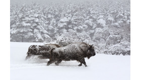 『シーズンズ　2万年の地球旅行』
