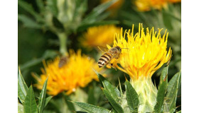 銀座三越で「銀座の屋上でミツバチの里づくり！」イベント開催