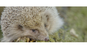 ハリネズミ／『シーズンズ 2万年の地球旅行』 - (C) 2015 Galatee Films - Pathe Production - France 2 Cinema - Pandora Film - Invest Image 3 - Rhone-Alpes Cinema - Winds - Pierre et Vacances