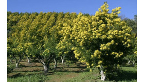 南仏の一大イベント！甘い香り放つ『ミモザ祭り』