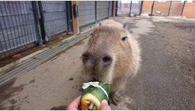 恵方巻を食べるカピバラ