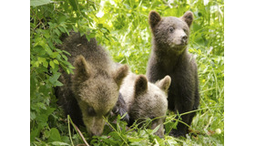 ヒグマの子／『シーズンズ 2万年の地球旅行』 - (C) 2015 Galatee Films - Pathe Production - France 2 Cinema - Pandora Film - Invest Image 3 - Rhone-Alpes Cinema - Winds - Pierre et Vacances