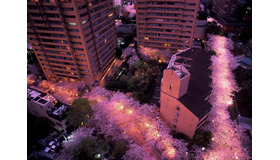 3月下旬から4月の中旬の期間は、17時から22時までライトアップもされる予定