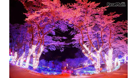 さがみ湖イルミリオン―夜桜イルミネーション