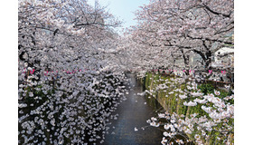 「SEILIN さくらまつり NATURAL MARKET」が目黒川沿いにある「目黒川ロータス」隣の駐車場スペースにて3月25日（金）～4月5日（火）開催。