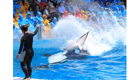 シャチの「スイミングバースト」