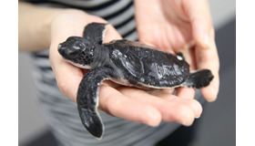 アオウミガメの赤ちゃん