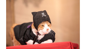 「猫忍」金時　(C)2017「猫忍」製作委員会