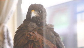 SNSで話題！ 鷹と出会える“世界初”の猛禽類カフェ「鷹匠茶屋」