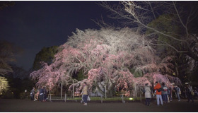 夜桜とともに感じる、春の足音。「六義園しだれ桜ライトアップ」