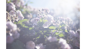 「蜷川実花 うつくしい日々」《図版 1》&copy;mika ninagawa, Courtesy of Tomio Koyama Gallery