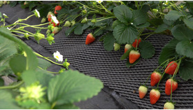 都心から2時間！ 「日光ストロベリーパーク」で旬のいちごを食べ尽くす