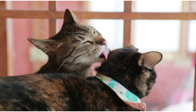 ネコと遊んでネコ助け！ 自走型の保護ネコカフェ「ネコリパブリック」