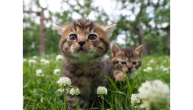 『劇場版 岩合光昭の世界ネコ歩き コトラ家族と世界のいいコたち』　（C）Mitsuaki Iwago