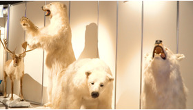 この夏は東京の“南極・北極”でヒンヤリ体験!? 「南極・北極展」