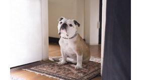 『パターソン』(C)2016 Inkjet Inc. All Rights Reserved.