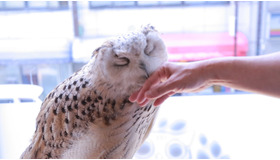 幸せの象徴でハッピーに！ ふくろうカフェで癒しのひとときを