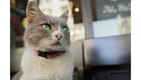 『猫が教えてくれたこと』 (C)2016 Nine Cats LLC