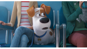 『ペット』最新作(C)Universal Studios.