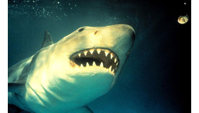 『ジョーズ3』 (C) APOLLO