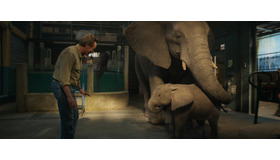 『ゴリラのアイヴァン』（C）2020 Disney