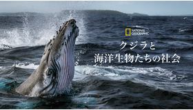 「クジラと海洋生物たちの社会」（C） 2021 NGC Network US, LLC. All rights reserved.