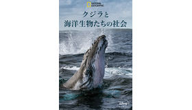 「クジラと海洋生物たちの社会」（C） 2021 NGC Network US, LLC. All rights reserved.