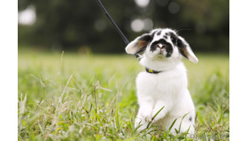 ホーランドロップの「ゴジラ」ちゃん