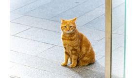 「となりのチカラ」