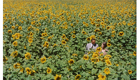 『ひまわり 50周年HDレストア版』（C） 1970 – COMPAGNIA CINEMATOGRAFICA CHAMPION(IT) – FILMS CONCORDIA(FR) – SURF FILM SRL, ALL RIGHTS RESERVED.