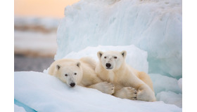 「ディズニーネイチャー／ホッキョクグマの子育てサバイバル」（C） 2022 Disney