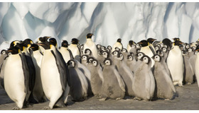 「フローズン プラネット」-(c) 2012 BBC Worldwide Ltd.BBC and the BBC logos are trademarks of the British Broadcasting Corporation and are used under licence.BBC logo (c) BBC 1996. All Rights Reserved.